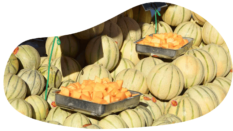 marché producteur au village vacances Couleurs Vendée