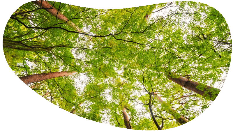 vacances forêt Location en Vendée à Mareuil sur Lay